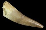 Fossil Plesiosaur (Zarafasaura) Tooth - Morocco #91296-1